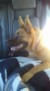 Brown dog sits in the backseat of a car smiling