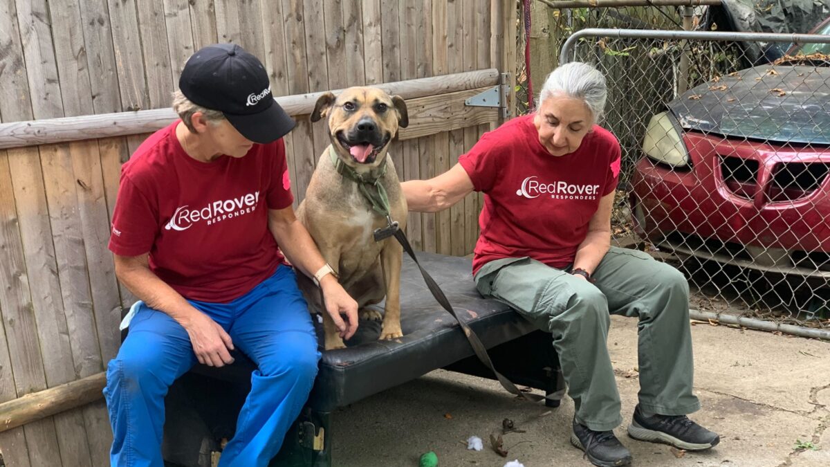 RedRover Responders volunteers sit on a bench outside with a pittie mix