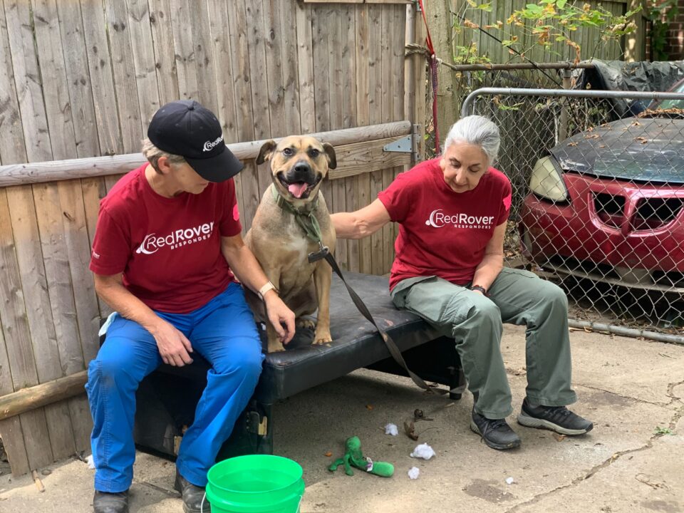 RedRover Responders volunteers sit on a bench outside with a pittie mix