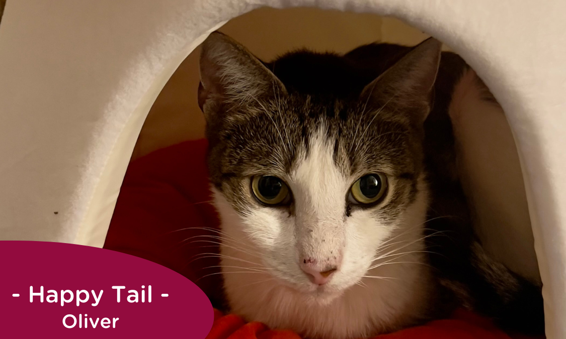 Grey and white tabby sits in a mushroom hutch, RedRover Happy Tail logo