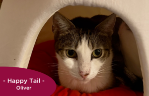 Grey and white tabby sits in a mushroom hutch, RedRover Happy Tail logo