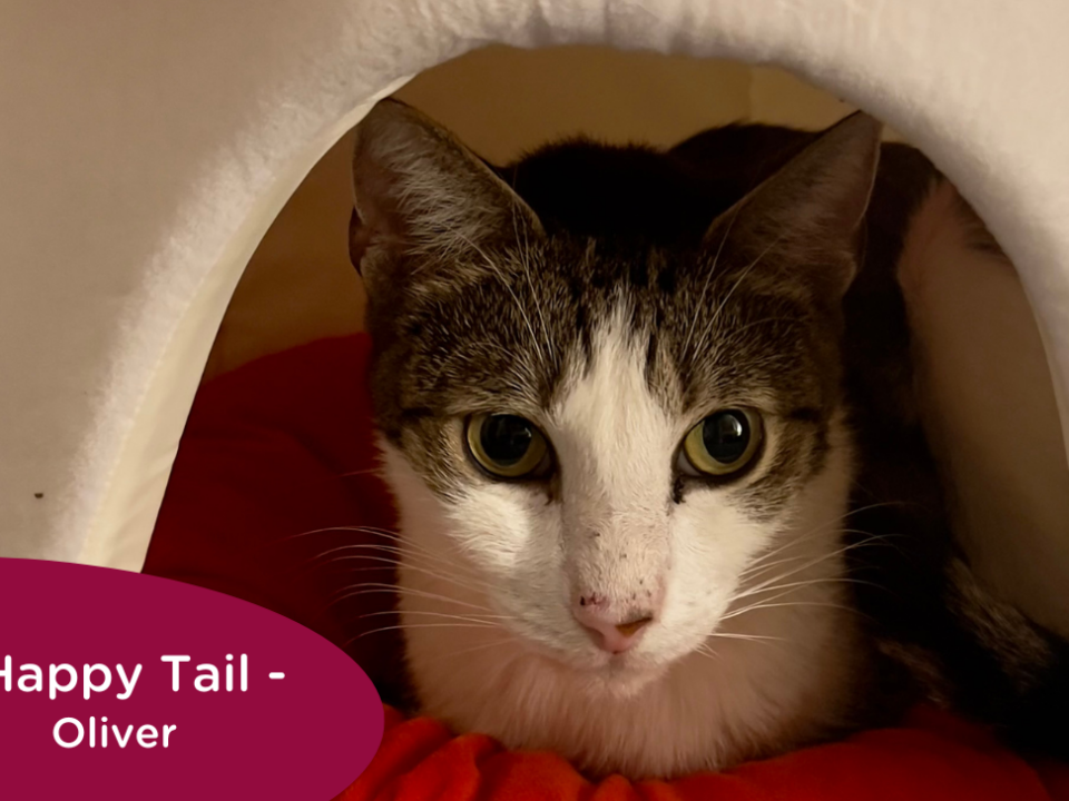 Grey and white tabby sits in a mushroom hutch, RedRover Happy Tail logo