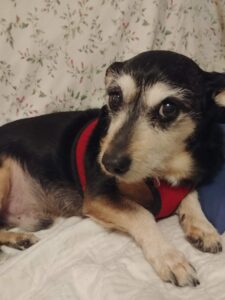 Small black and brown terrier dog with a red harness sits on a couch