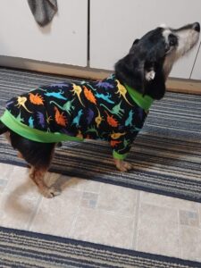 Small black and brown terrier dog wears a raincoat