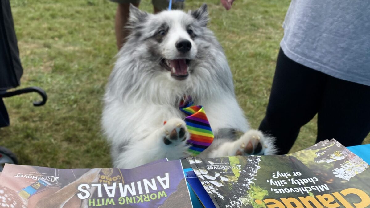 Dog jumps up onto table displaying issues of Kind News, RedRover's magazine for kids