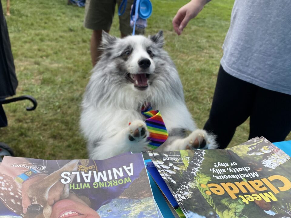 Dog jumps up onto table displaying issues of Kind News, RedRover's magazine for kids