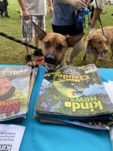 Dog bleps toward table displaying issues of Kind News, RedRover's magazine for kids