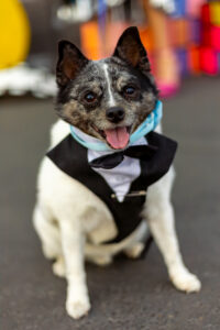 Robin the pomeranian and schipperke mix at Sacramento SPCA's 2024 Gala