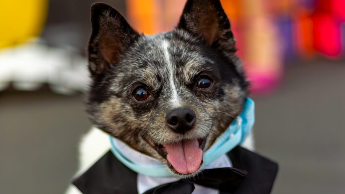 Robin the pomeranian and schipperke mix at Sacramento SPCA's 2024 Gala