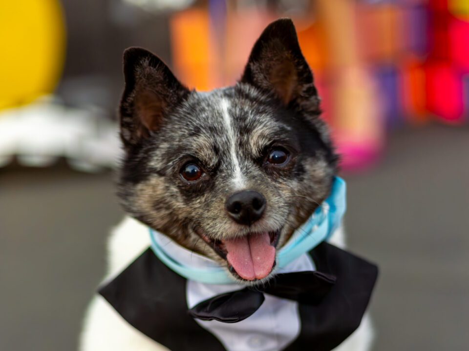 Robin the pomeranian and schipperke mix at Sacramento SPCA's 2024 Gala