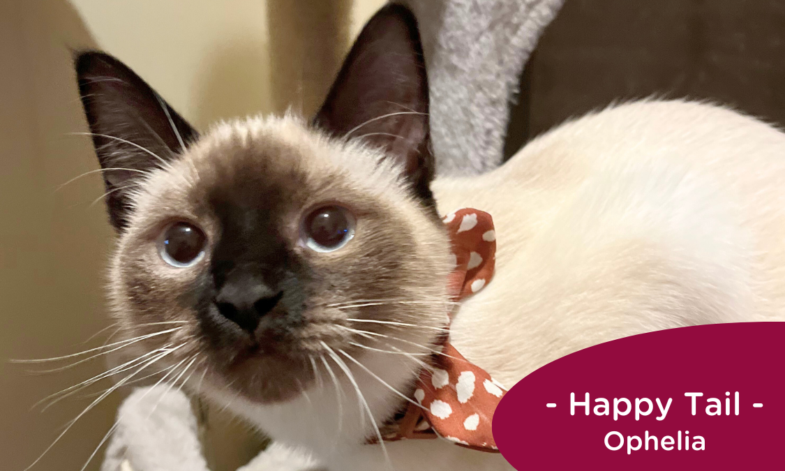 Siamese cat sits on a cat tree wearing a bow, RedRover Happy Tail logo