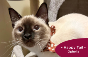 Siamese cat sits on a cat tree wearing a bow, RedRover Happy Tail logo