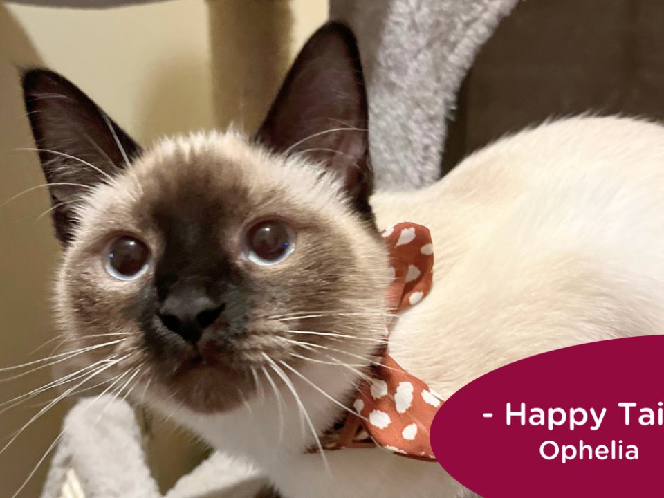 Siamese cat sits on a cat tree wearing a bow, RedRover Happy Tail logo