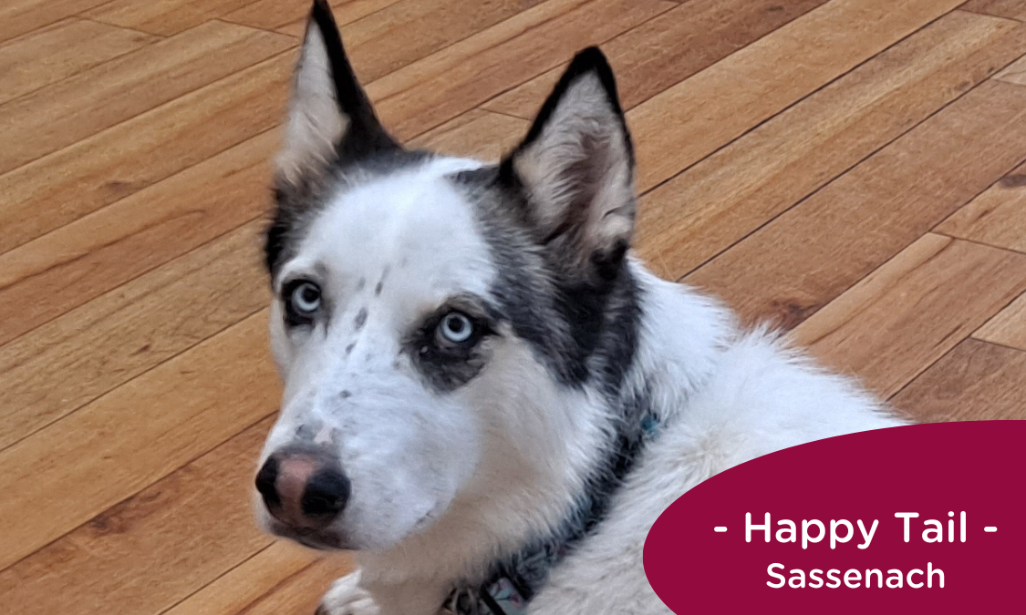 Husky with blue eyes lays on the floor at the veterinarian's office, RedRover Happy Tail logo