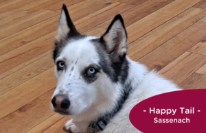 Husky with blue eyes lays on the floor at the veterinarian's office, RedRover Happy Tail logo