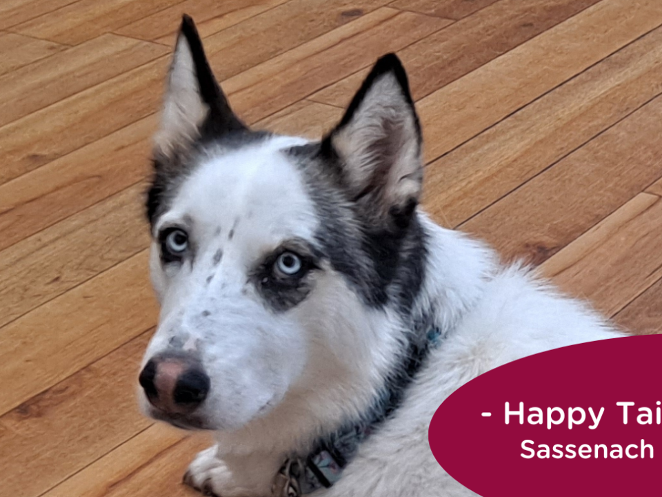 Husky with blue eyes lays on the floor at the veterinarian's office, RedRover Happy Tail logo