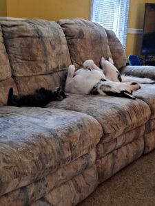 Husky and cat lay on their backs on a grey and beige couch