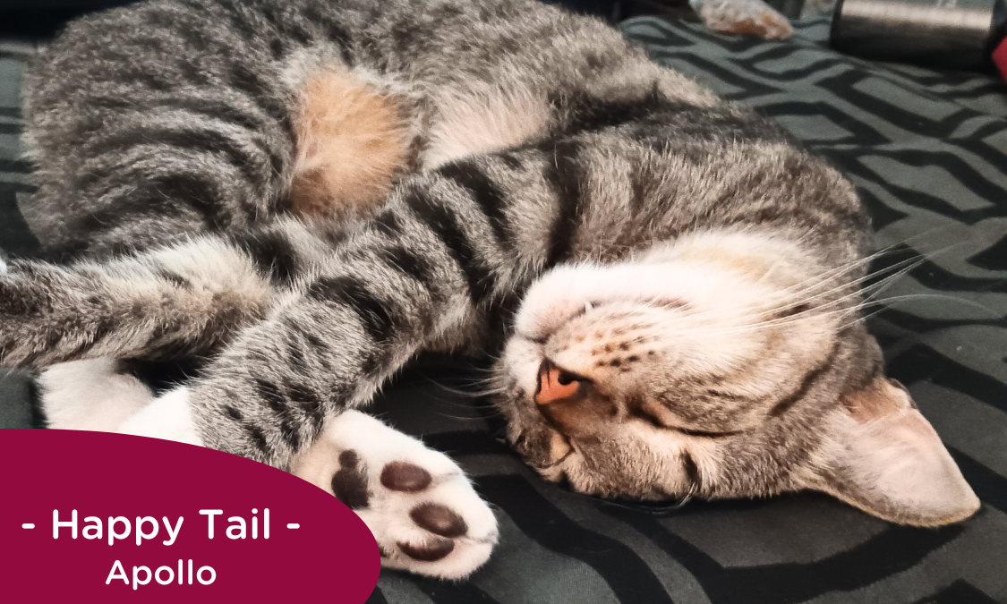 Sleeping grey tabby cat stretches on the bed, RedRover Happy Tail logo