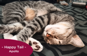 Sleeping grey tabby cat stretches on the bed, RedRover Happy Tail logo