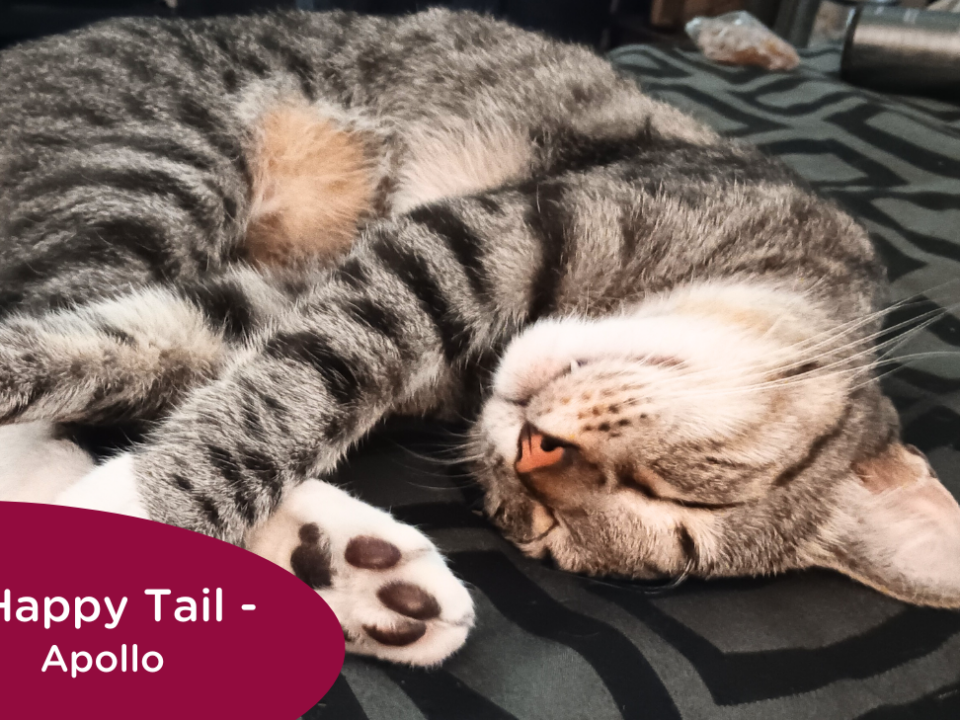 Sleeping grey tabby cat stretches on the bed, RedRover Happy Tail logo