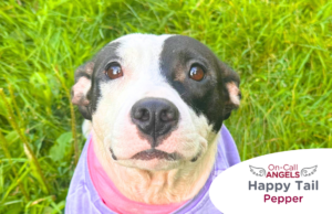 Black and white terrier mix sitting in the grass, RedRover On-Call Angels Happy Tail logo