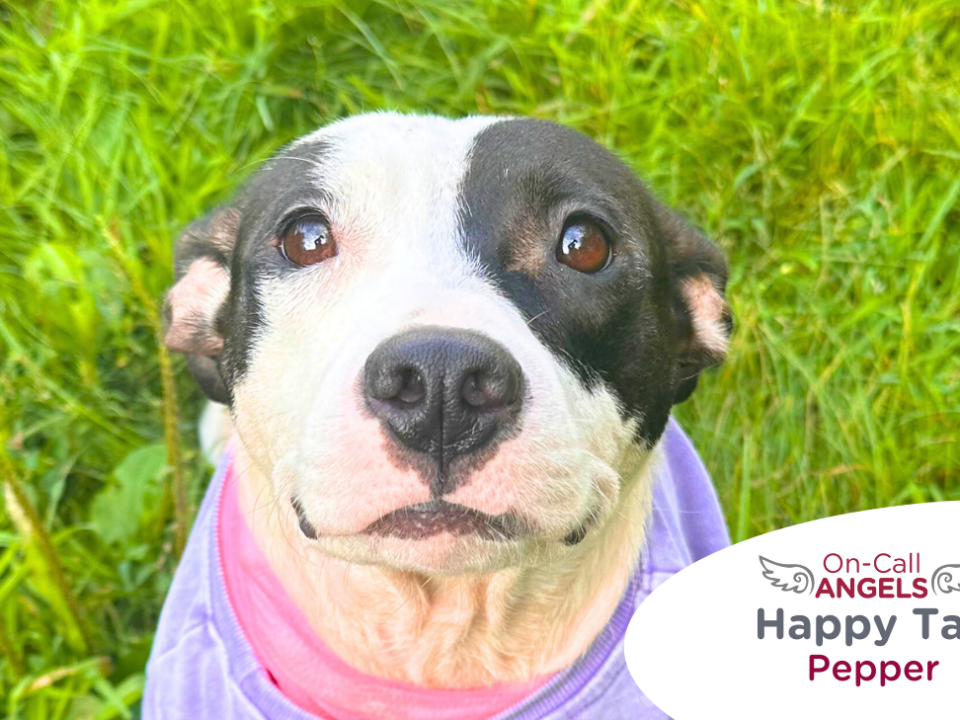 Black and white terrier mix sitting in the grass, RedRover On-Call Angels Happy Tail logo