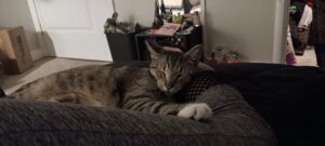 Grey tabby cat cuddles with woman's arm