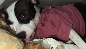 Black and white terrier mix wearing a T-shirt sitting on the couch