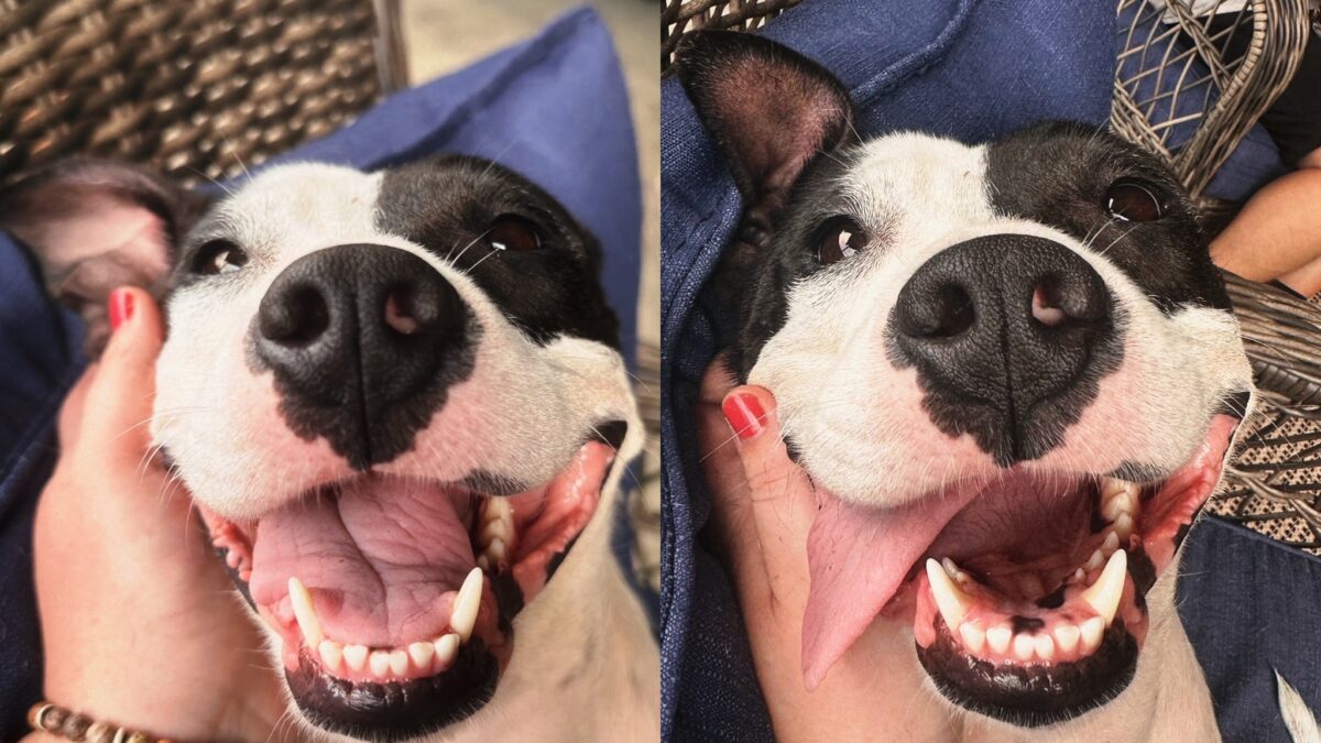 Black and white terrier mix laying on a couch resting her head in a woman's hand