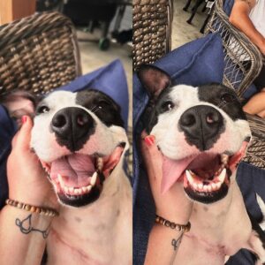 Black and white terrier mix laying on a couch resting her head in a woman's hand