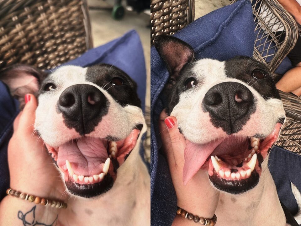 Black and white terrier mix laying on a couch resting her head in a woman's hand