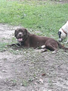 Chocolate labrador sits in the grass, panting