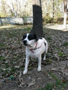 Black and white dog helped by the RedRover Responders team is tethered to a tree