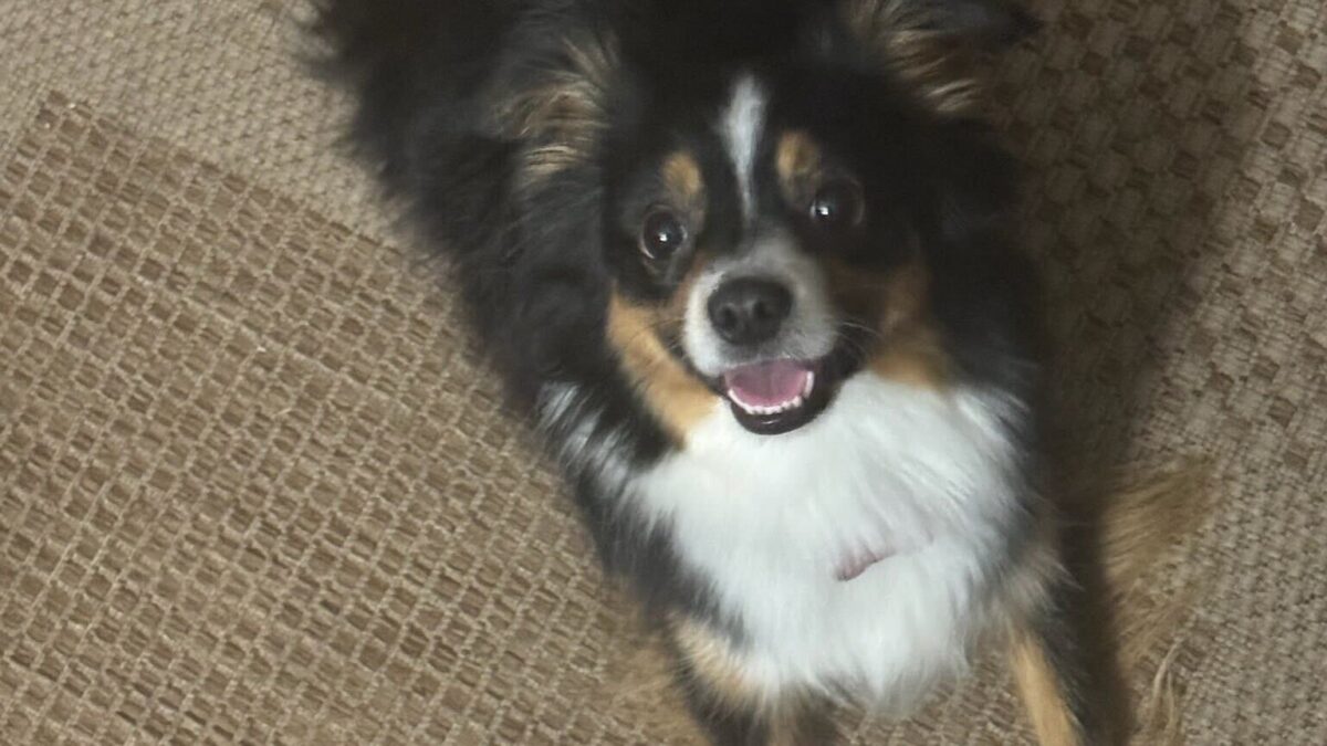 Brown, white, and black dog sits on a carpet looking up