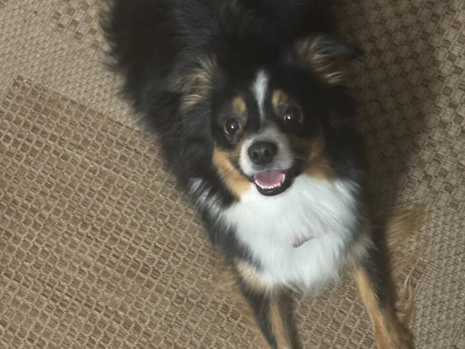 Brown, white, and black dog sits on a carpet looking up