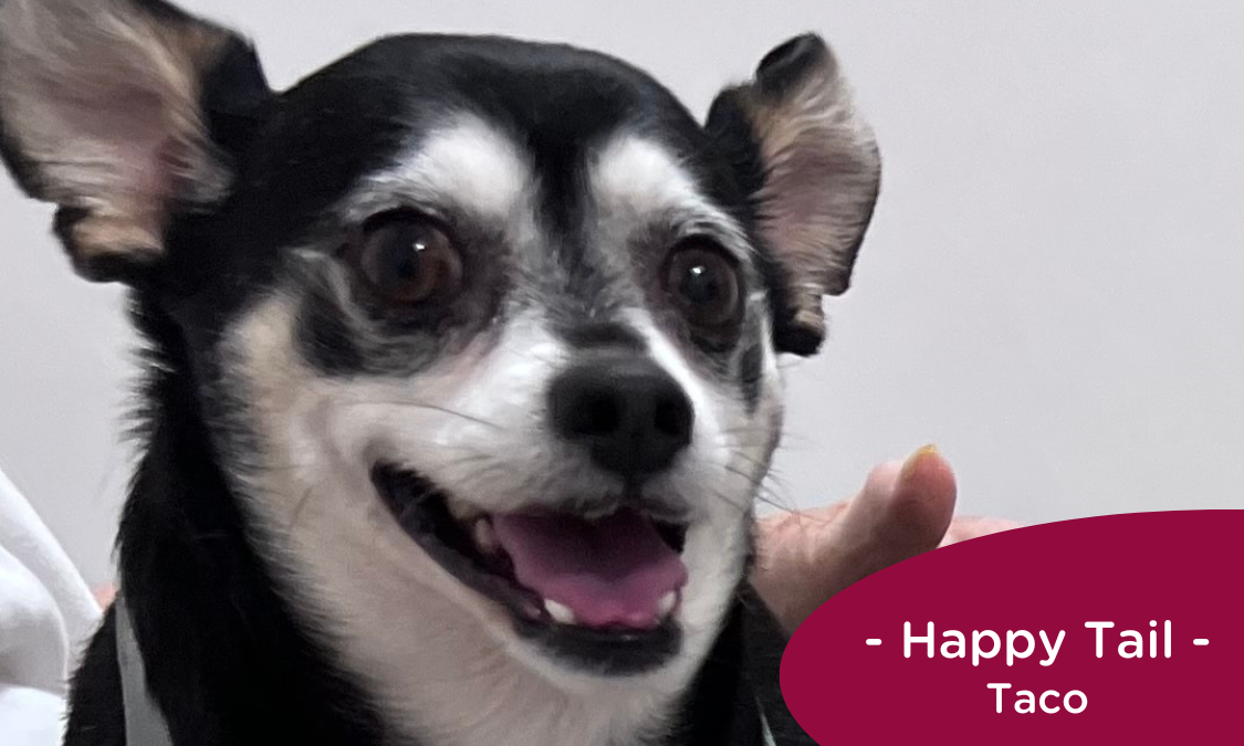 black and white Chihuahua sits on mom's lap at the vet, RedRover Happy Tail logo