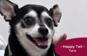 black and white Chihuahua sits on mom's lap at the vet, RedRover Happy Tail logo