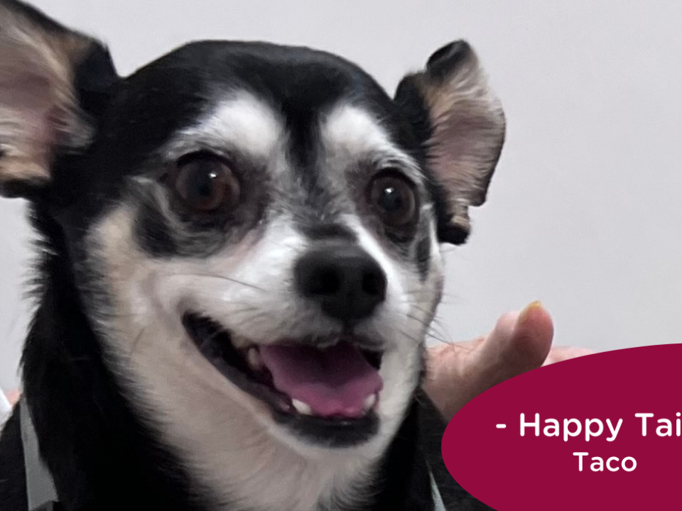 black and white Chihuahua sits on mom's lap at the vet, RedRover Happy Tail logo