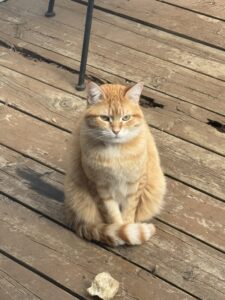 an orange tabby helped by RedRover On-Call Angels sits outside on the porch