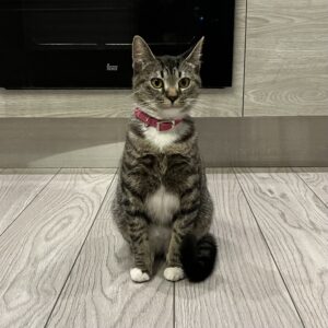 a grey tabby with a red collar helped by RedRover On-Call angels sits by the fireplace