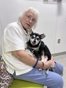 black and white Chihuahua sits on mom's lap at the vet