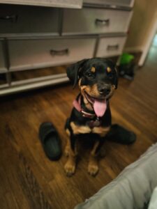 a Rottweiler puppy helped by RedRover On-Call Angels sits next to a pair of shoes