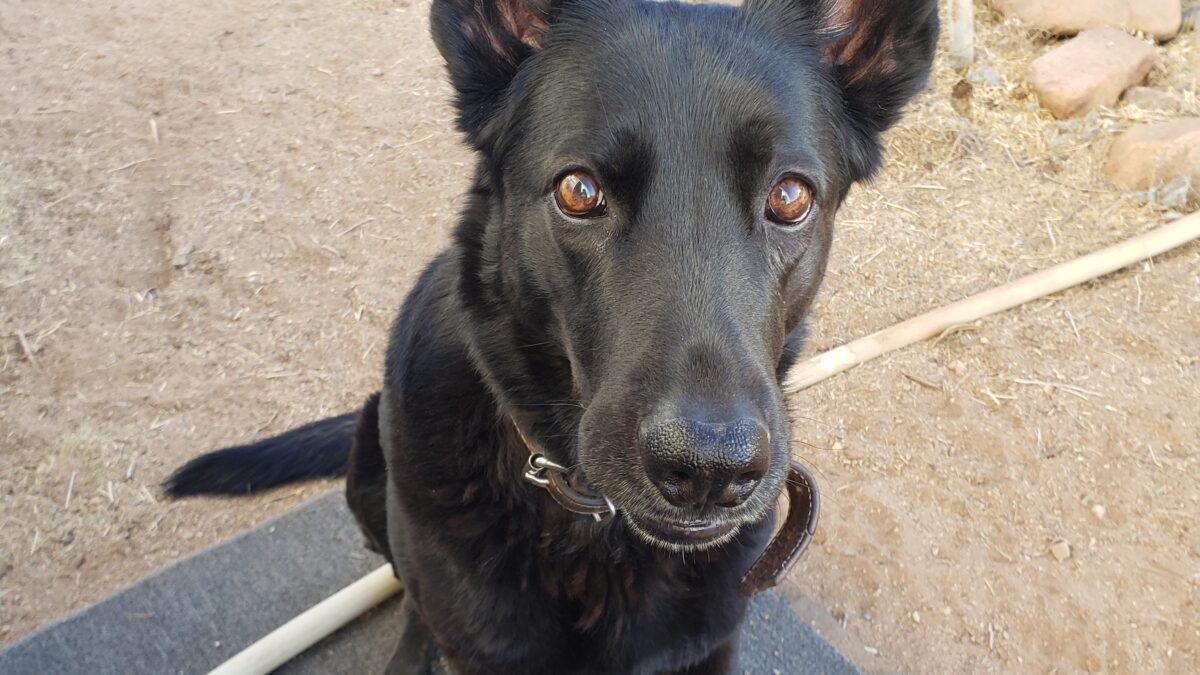 a black dog helped by RedRover On-Call Angels sits outside