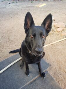 a black dog helped by RedRover On-Call Angels sits outside 