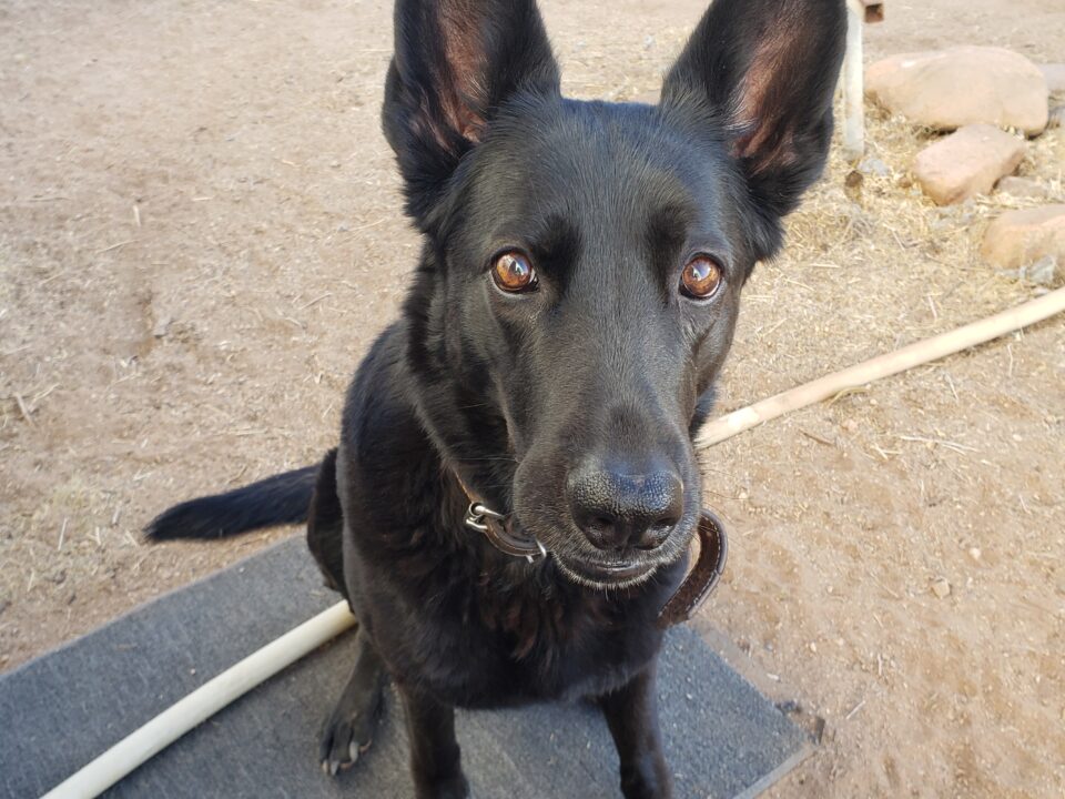 a black dog helped by RedRover On-Call Angels sits outside