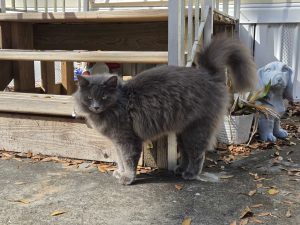 fluffy grey cat outside