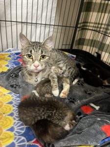 grey cat on blanket in cage