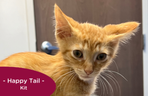 orange kitten sits at the vet, RedRover Happy Tail logo