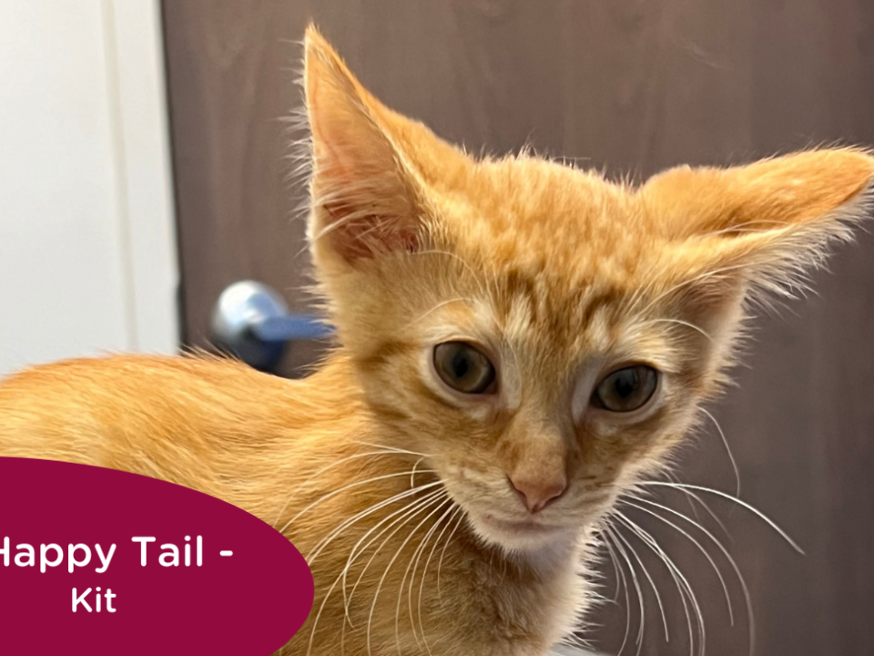 orange kitten sits at the vet, RedRover Happy Tail logo