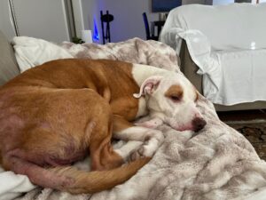 Brown and white pittie mix sleeps on the bed - RedRover Happy Tail